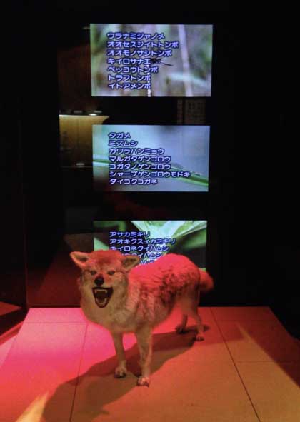 神奈川県立 生命の星 地球博物館 小田原 僻地 貸し切り