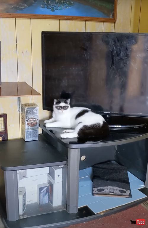 怪傑ゾロ模様の猫