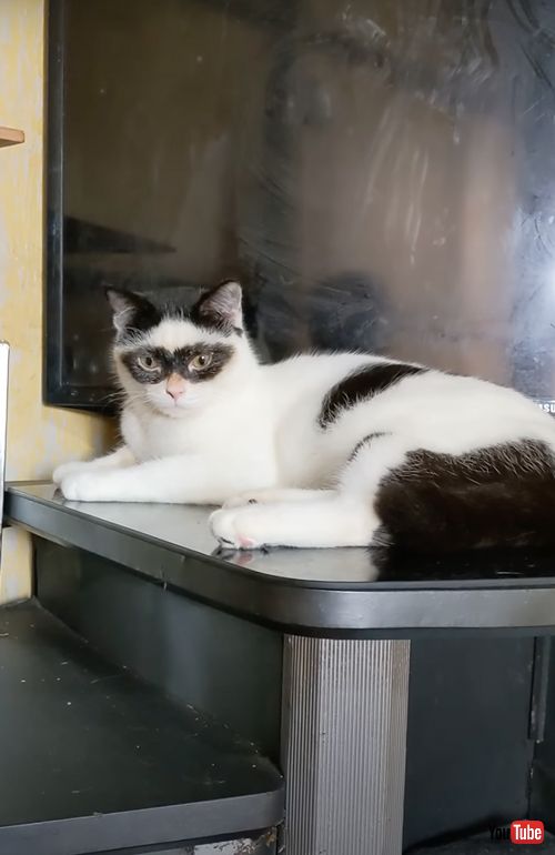 怪傑ゾロ模様の猫