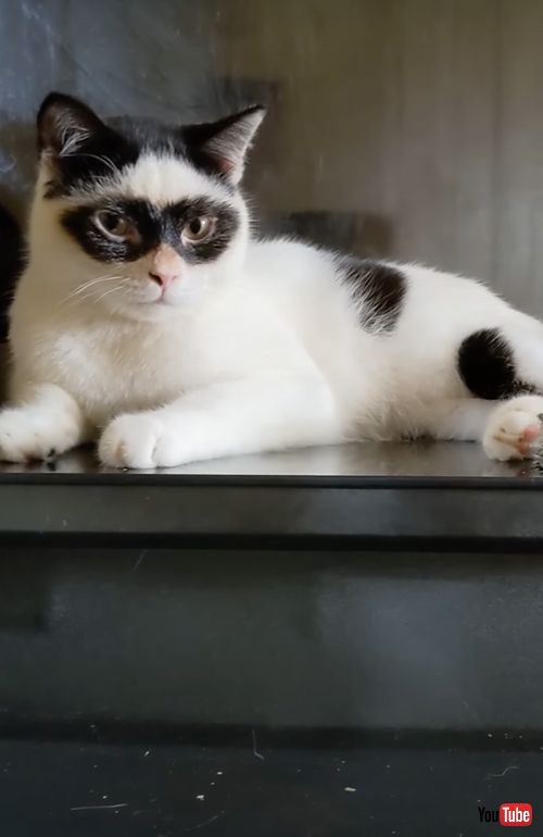 怪傑ゾロ模様の猫