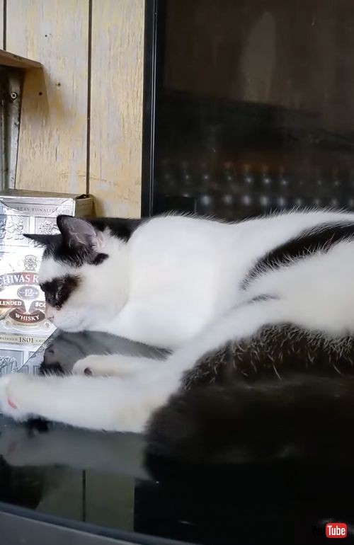 怪傑ゾロ模様の猫