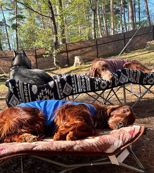 自然の中でくつろぐ犬