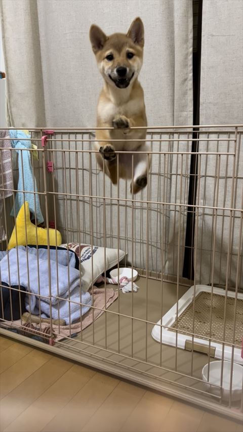 ケージをジャンプ