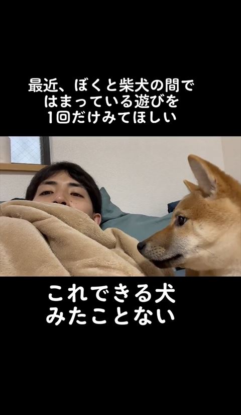柴犬の横顔アップ