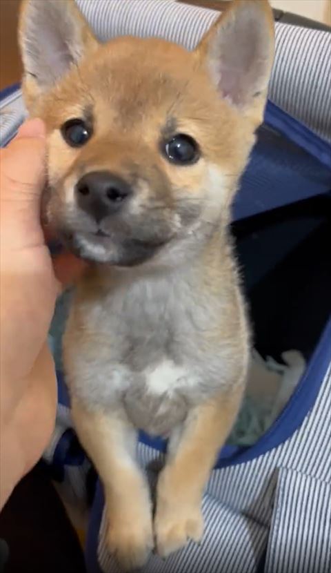 キャリーから出る柴犬