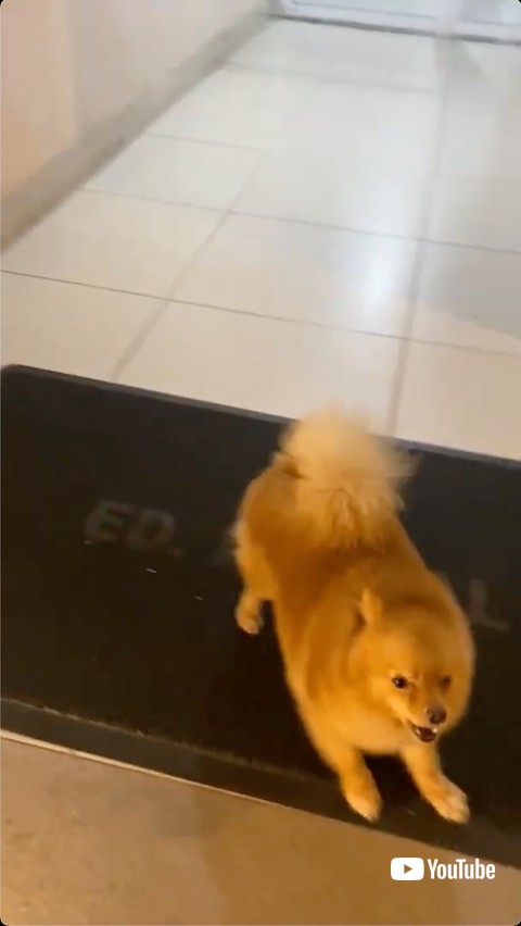 飼い主に吠えるポメラニアン