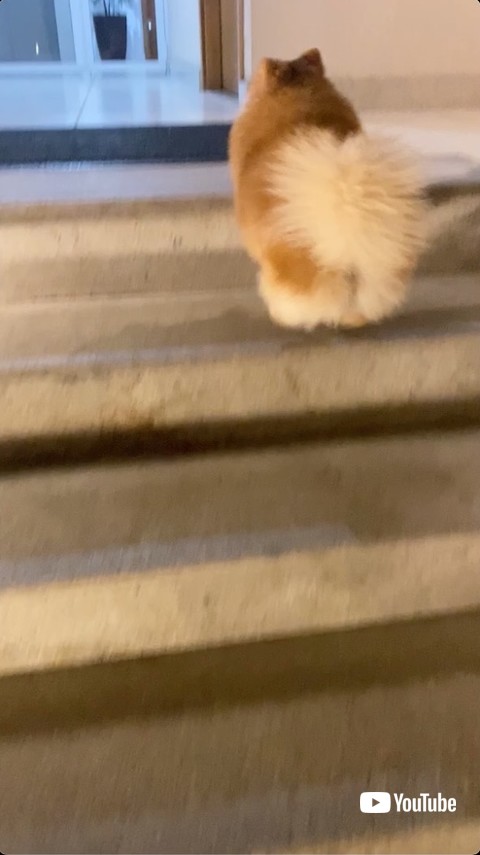 家に帰ってきたポメラニアン