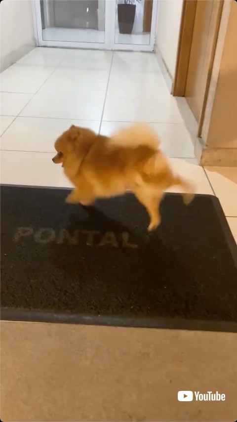 丹念にドアマットを使うポメラニアン