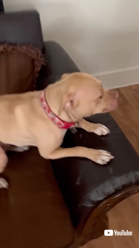 ソファでくつろぐ犬