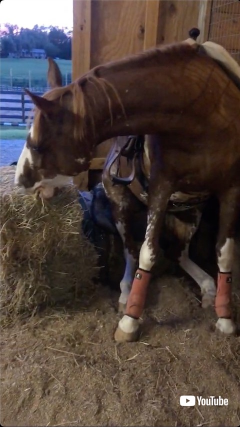 牧草を食べる馬