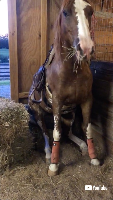 牧草をもぐもぐする馬