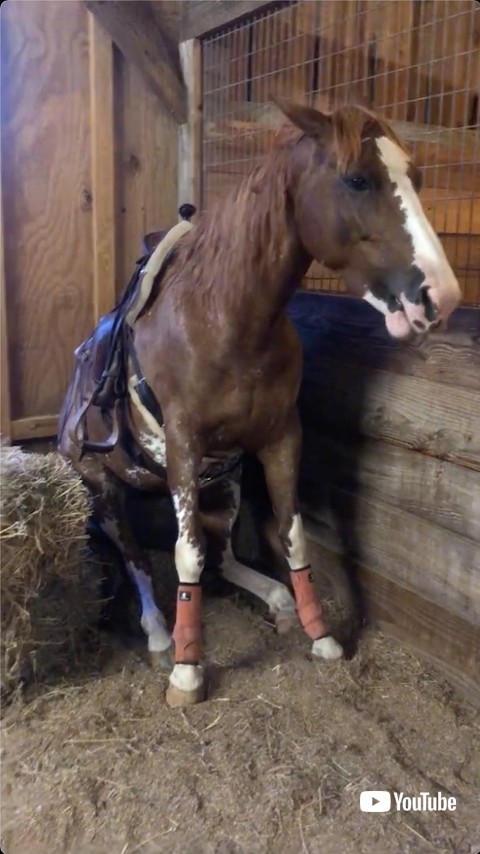 座ってリラックスする馬