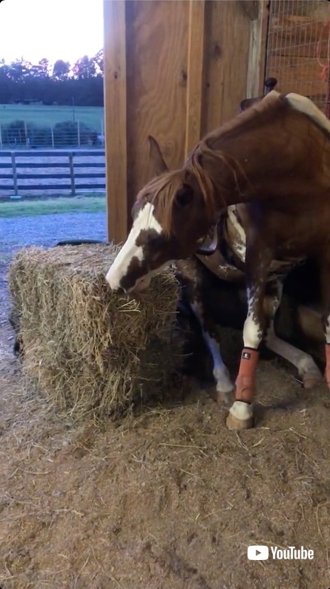 もぐもぐする馬