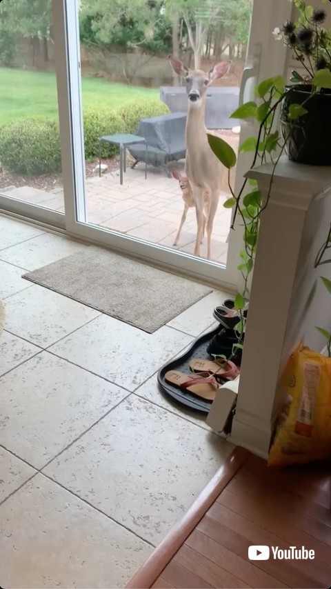 子どもを紹介する鹿