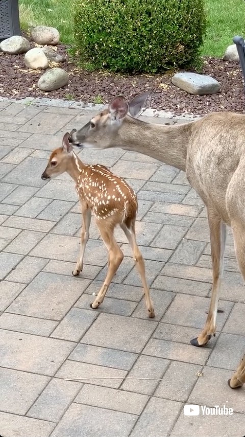 親子で仲良くする鹿