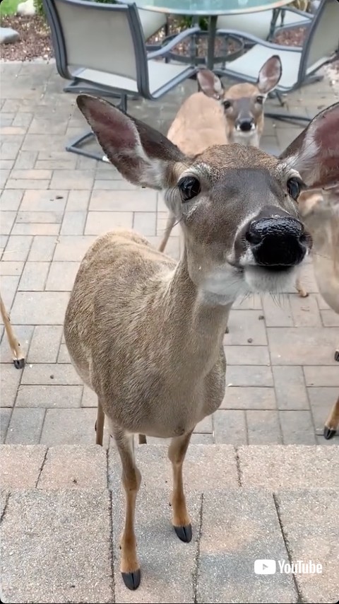子どもを紹介した親鹿