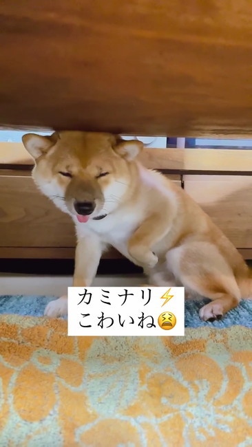 目を閉じる犬