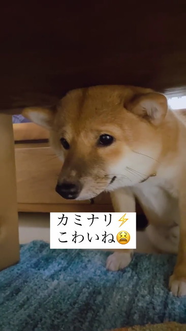テーブル下犬