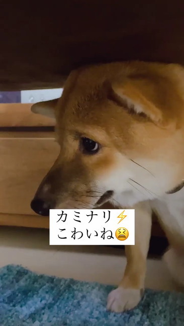 上目の犬