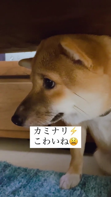 まだ怖い犬