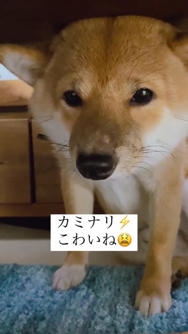 しょんぼりの犬