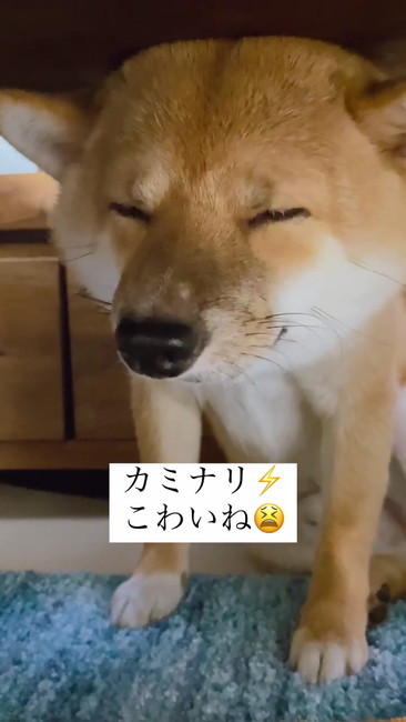 目をつむる犬