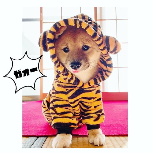虎コスプレ
