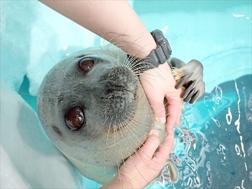 海遊館アザラシ