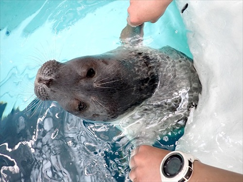 海遊館アザラシ