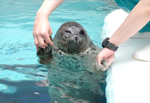 海遊館アザラシ