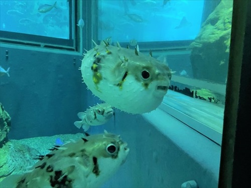 スミツキイシガキフグ