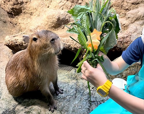 カピバラのアンちゃん