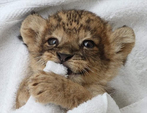 ライオンの赤ちゃんアップ