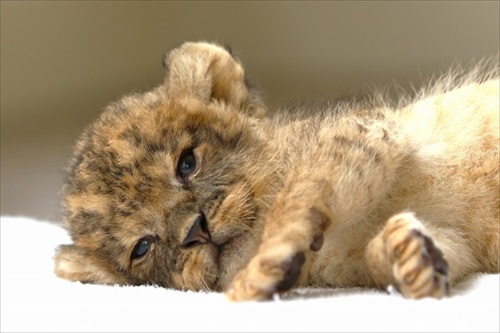 眠そうなライオンの赤ちゃん