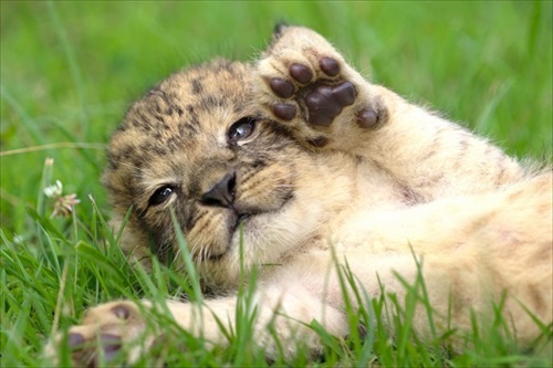 気持ちよさそうなライオンの赤ちゃん