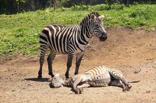 グラントシマウマの子どもと困り果てるお母さん