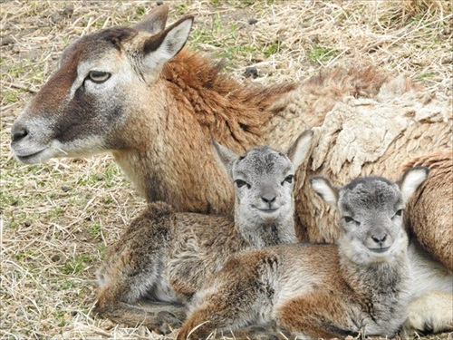 ムフロンシープの親子