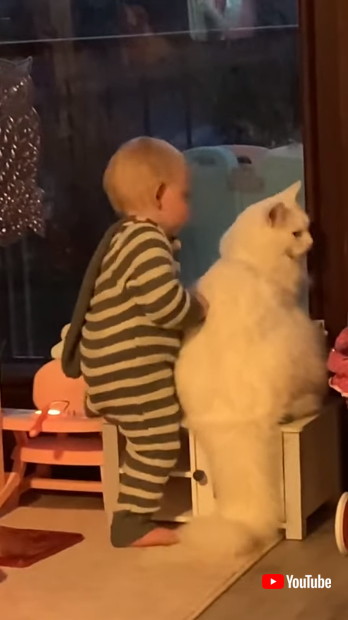 猫と赤ちゃん仲良し