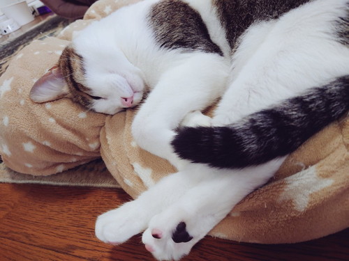 寝る猫ちゃんたち