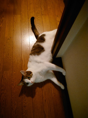 ドアに挟まれそうな猫ちゃんたち