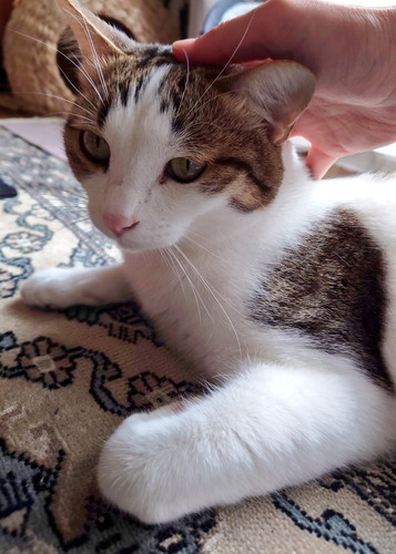 なでなでされる猫ちゃんたち