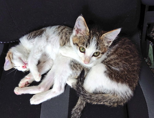 子猫時代の猫たち