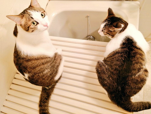 お湯を眺める猫ちゃんたち