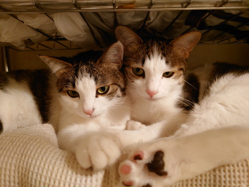 くっつく猫ちゃんたち