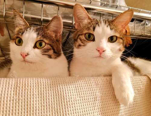 並ぶ猫ちゃんたち