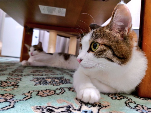 机の下の猫ちゃんたち