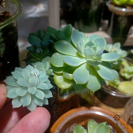 プラバンお花ランプ