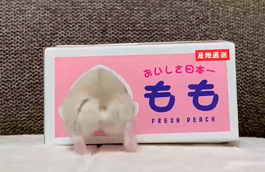 ♡お花が沢山咲く場所で ハムちゃんズ♡お花見 桜 ハムスター ♡お花が沢山咲く場所で ハムちゃんズ♡お花見 桜 ハムスターア