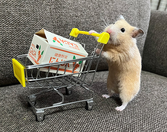 キンクマハムスター