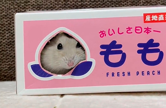ハムスターが箱に入り、小さな穴からお尻が……「プリッ